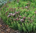 Oregano, Pot Marjoram